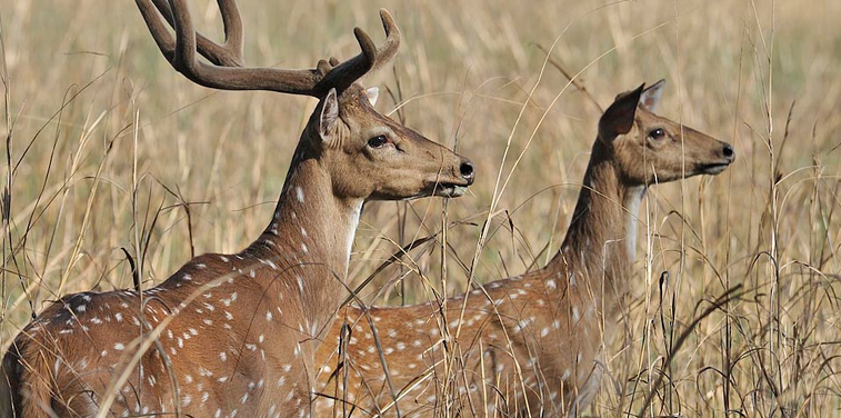 Kanha Wildlife