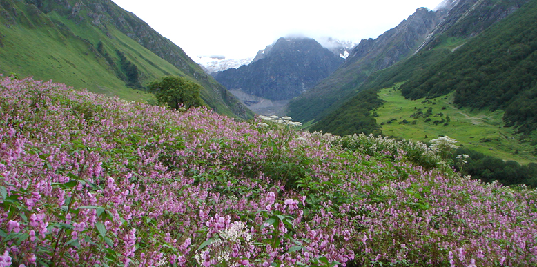 Valley of Flowers National Park