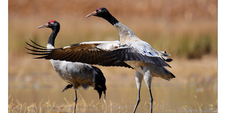 Black Necked Tibetan Crane