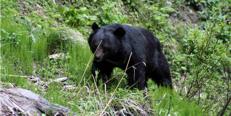 Himalayan Black Bear