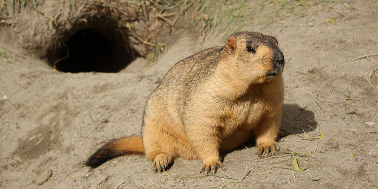 Himalayan Marmot