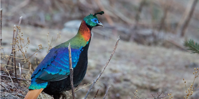 Himalayan Monal Pheasant