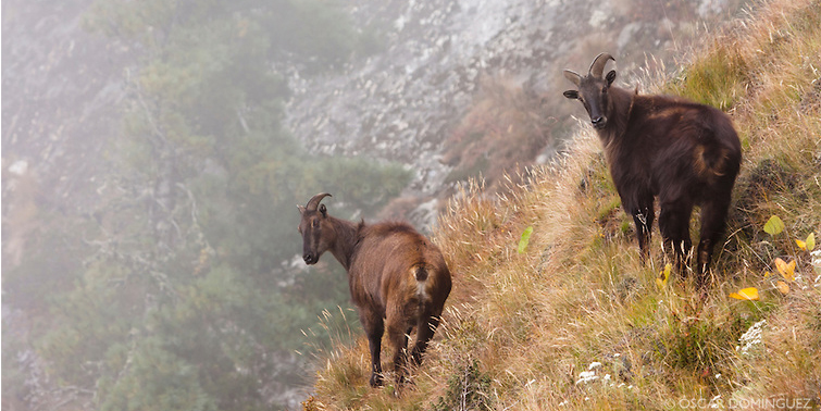 Top 10 Magnificent Himalayan Animals - Peak Adventure Tours