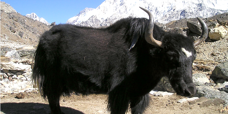 himalayan animals