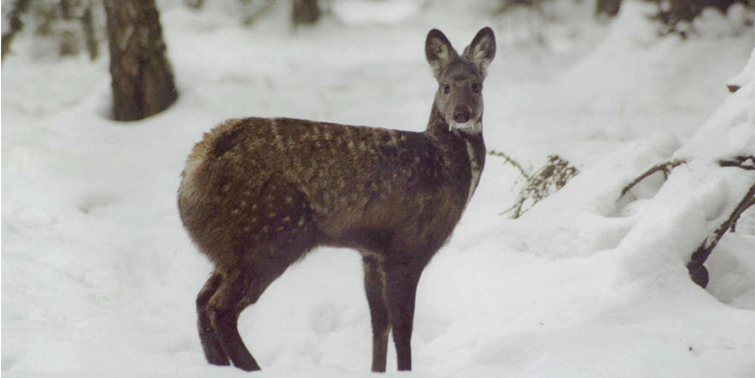 Musk Deer