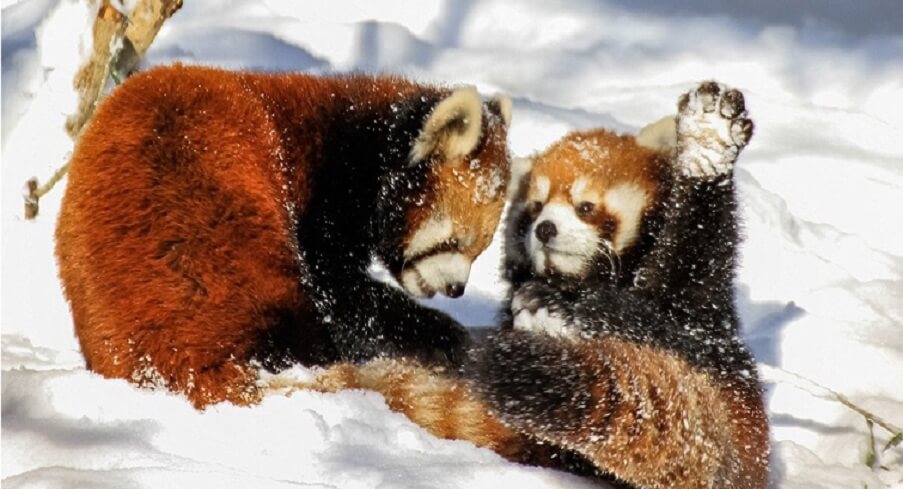 himalayan animals