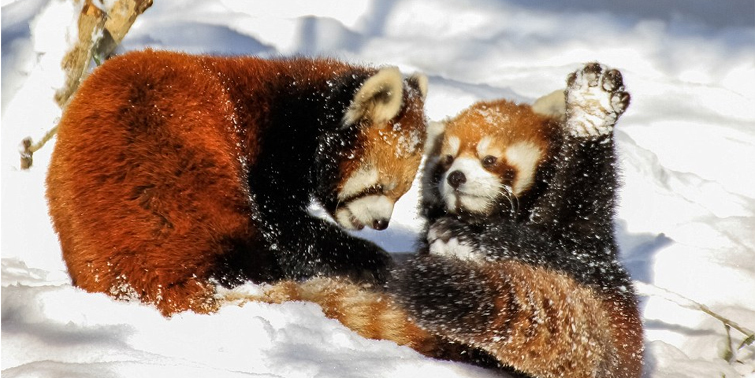 Red Panda