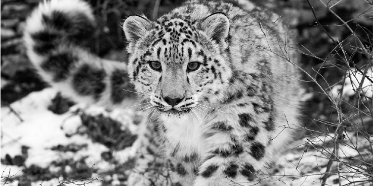 Snow Leopard