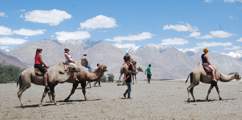 Camel Safari