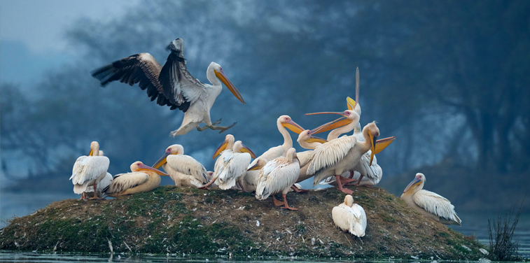 Bharatpur Bird Sanctuary