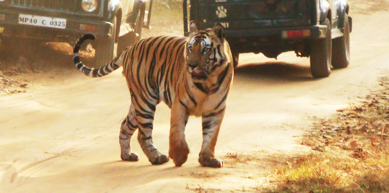 Bandhavgarh National Park