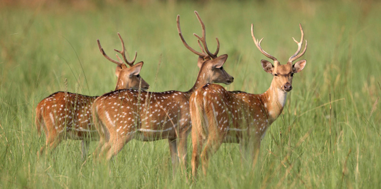 Corbett National Park