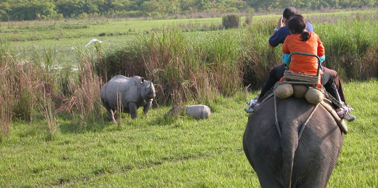 Kaziranga National Park