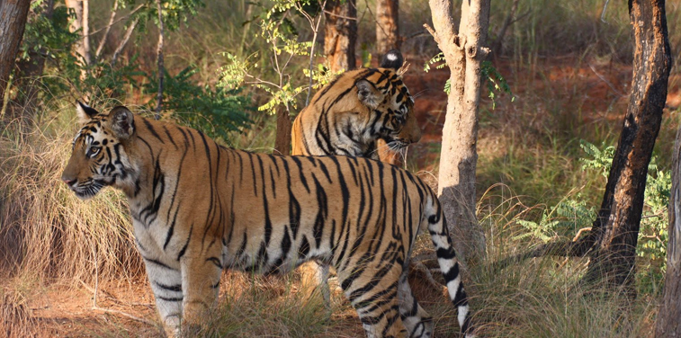 Pench National Park