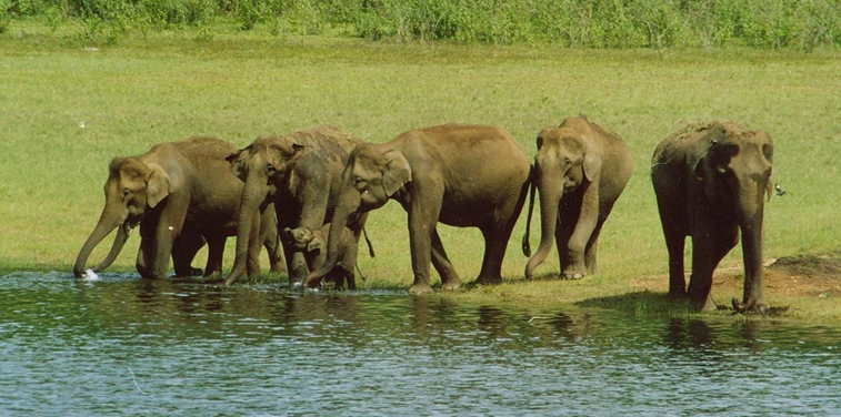 Periyar National Park