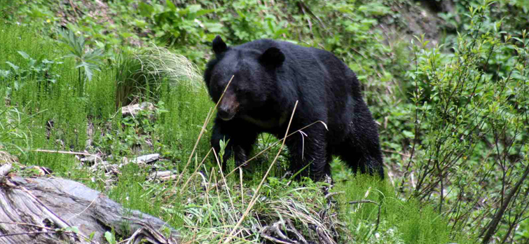 Himalayan Bear