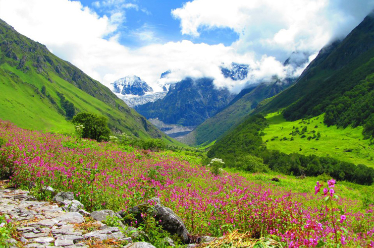 Valley of Flowers National Park