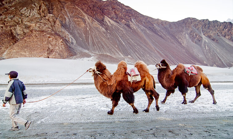 Camel Safari in Ladakh