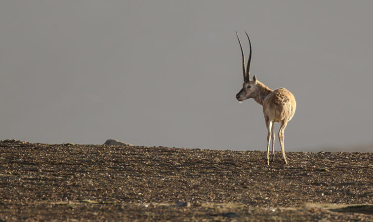 Tibetian Antilope Wildlife in Ladakh