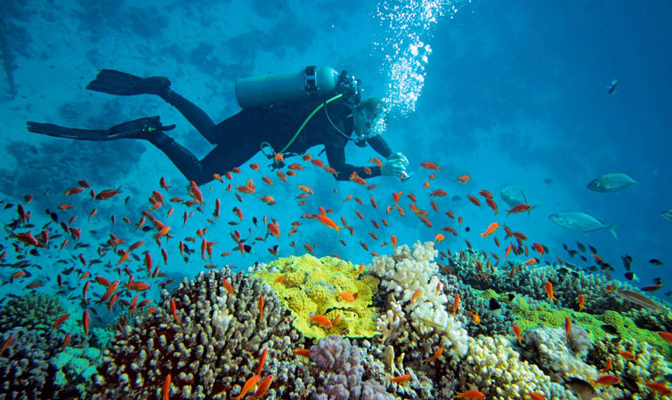 Scuba Diving in India