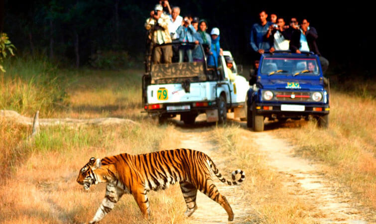 Wildlife Safari in India