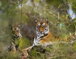 Bandhavgarh National Park Safari