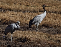 Birding Tour of Ladakh