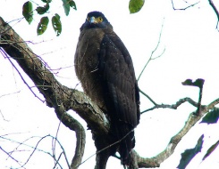 Birding in Jim Corbett