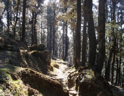 Jalori Pass Trekking