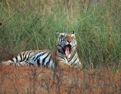 Kanha National Park Safari