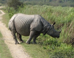 Kaziranga National Park Safari
