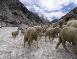 Manali to Hemis Trek