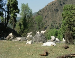 Mani Mahesh Kailash Trek