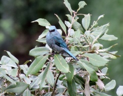 North India Birding Tour