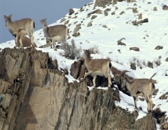 Snow Leopard Trek