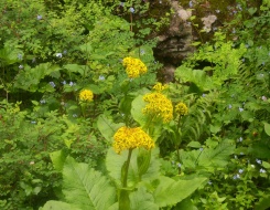 Valley of Flowers Family Trek