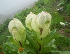 Valley of Flowers Trek