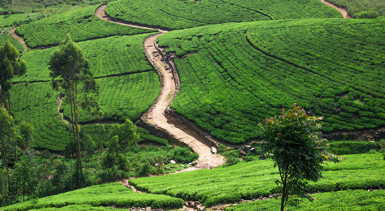 Honeymooon Tea Field, kerala