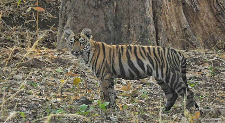 wildlife royal bengal tiger